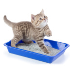 Piedritas Para Gatos Absorventes Lavanda 4 Kg Mi Pichicho - Image 2