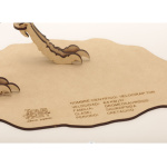 Velocirraptor de madera para armar - Wa00116 – vista superior