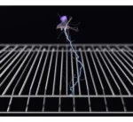 Lampara Led Uv Mata Atrapa Moscas Mosquitos Insectos 40w 220 - Imagen 5