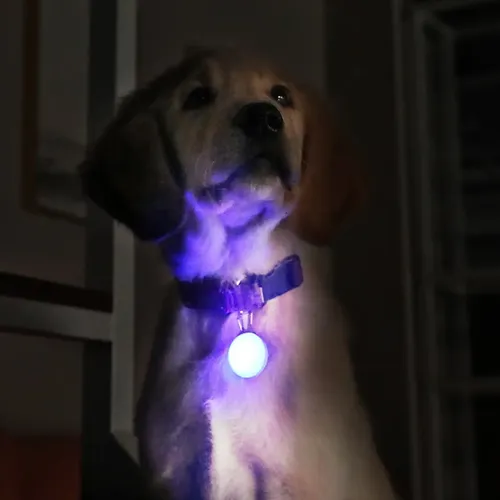 Luz Para Mascotas Led Identificador Paseo Nocturno Et7124 - Imagen 5