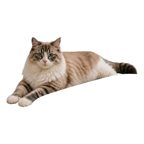 Litera bandeja higiénica con palita para gatos Cat9